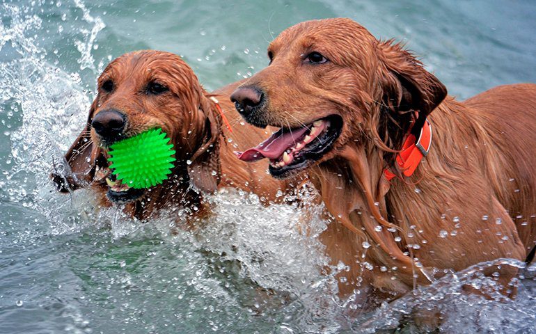 perros-jugando-con-el-agua-del-mar