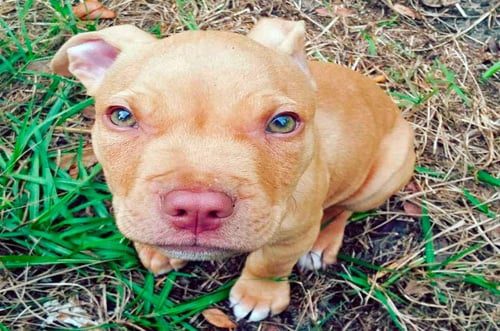 cachorro de pitbull red nose