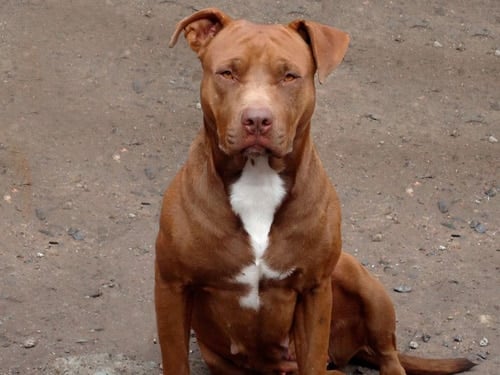 amercian pitbull red nose