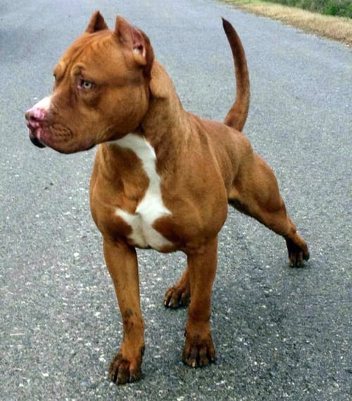 perro pitbull terrier red nose