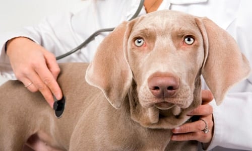 perro en veterinario