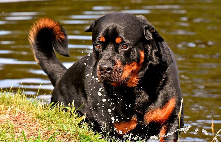 rottweiler-saliendo-del-agua