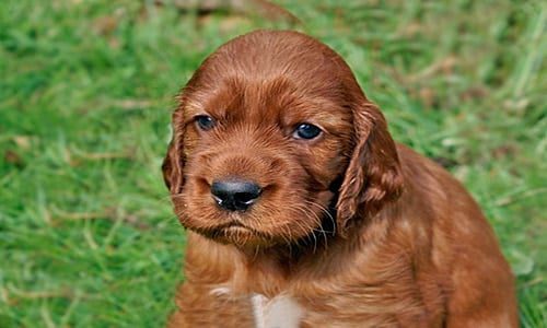 setter irlandes cachorro