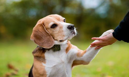 perro extraviado ha sido encontrado