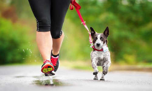 perro haciendo deporte