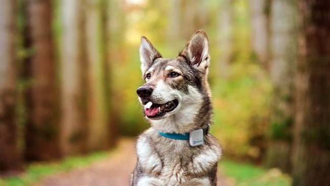 perro perdido en el monte