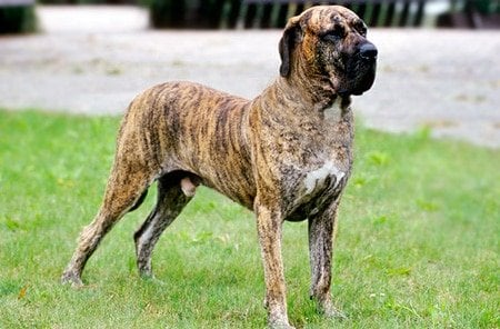 Fila Brasileño