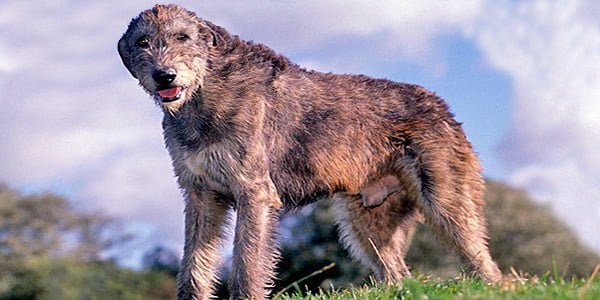 perro lobero irlandes sobre una pradera