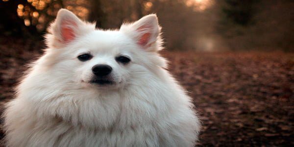 spitz alemán de color blanco albino