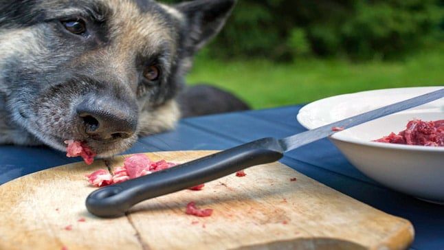 perro come carne cruda con toxoplasmosis