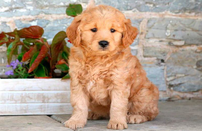 goldendoodle-cachorro