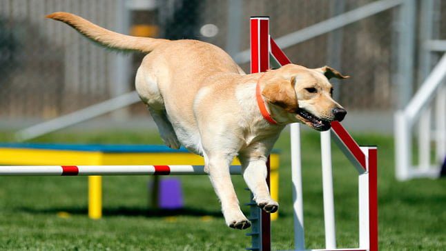 perro haciendo agility