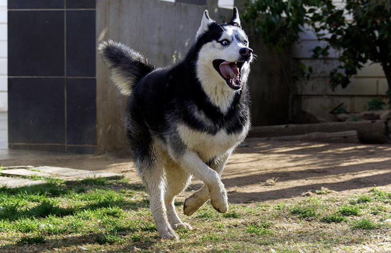 Husky-Siberiano