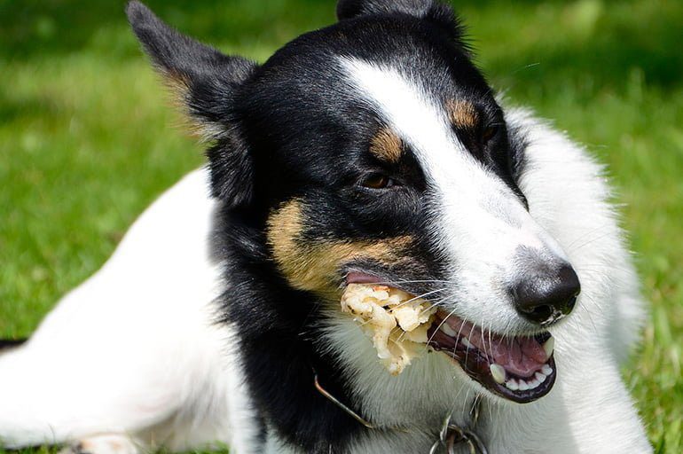 perro-comiendo-un-hueso-pequeño