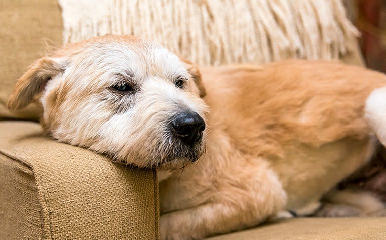 perro-anciano-en-el-sofá