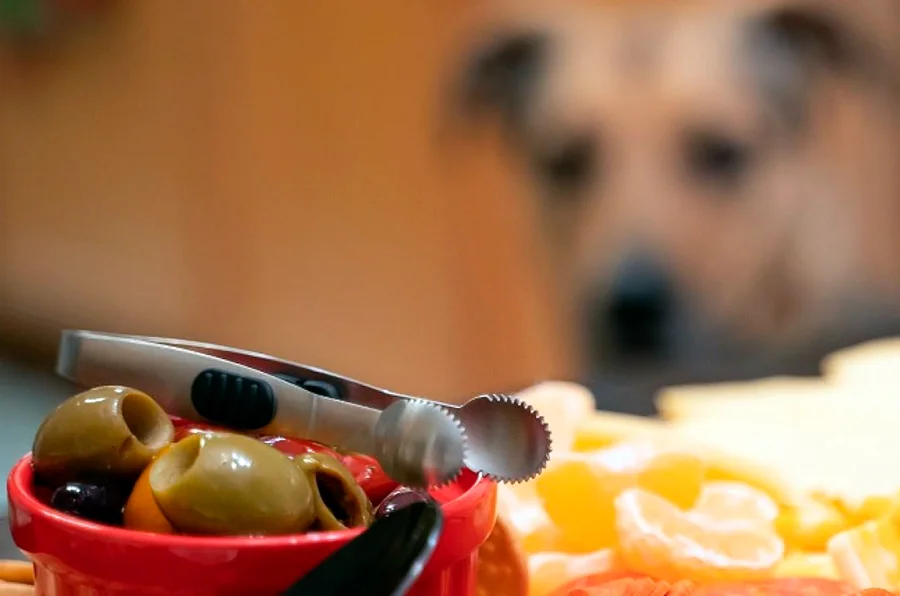 pueden-los-perros-comer-olivas