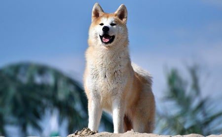 Akita Inu