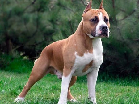 American Staffordshire Terrier