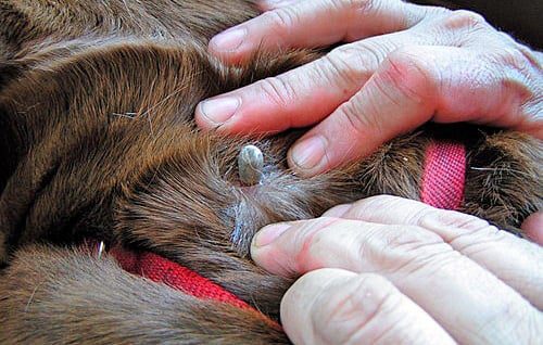 garrapata en cabeza de perro