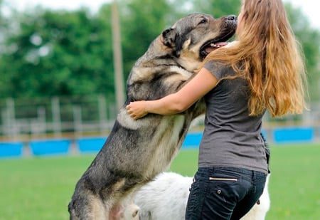 perro saltando sobre mujer