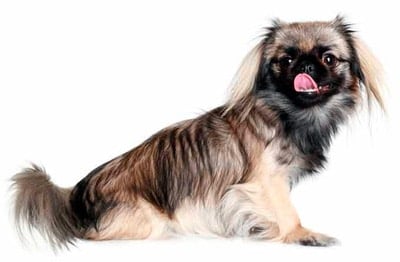 pekines